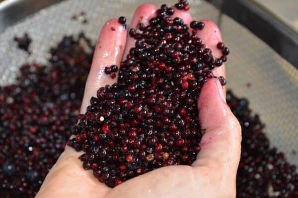 handful of washed elderberries