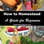 how to homestead for beginners