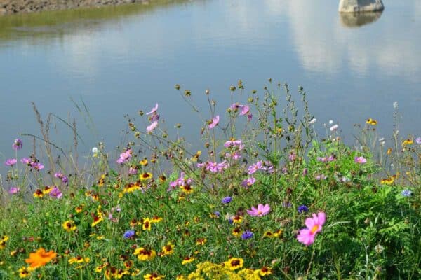 pond with clean water and flowers by the edlge