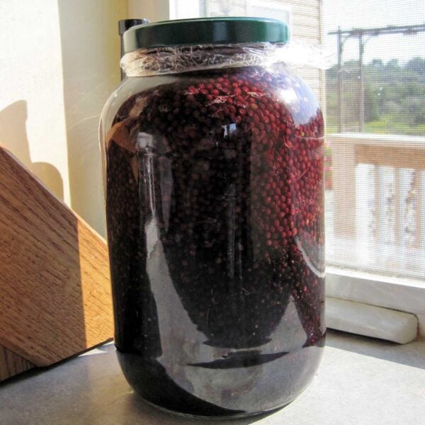 making sun extracted elderberry wine