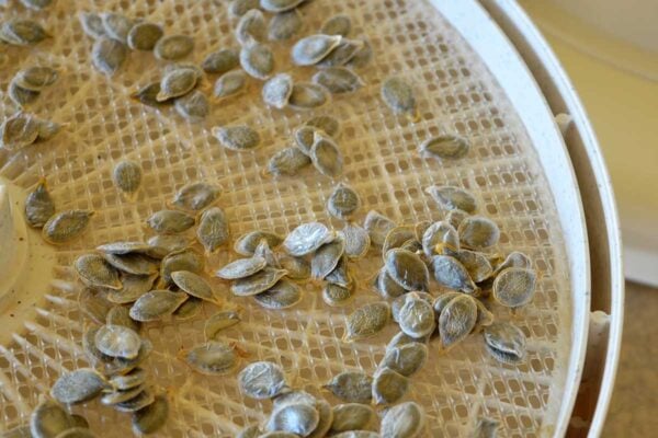 dried pepitas on dehydrator tray