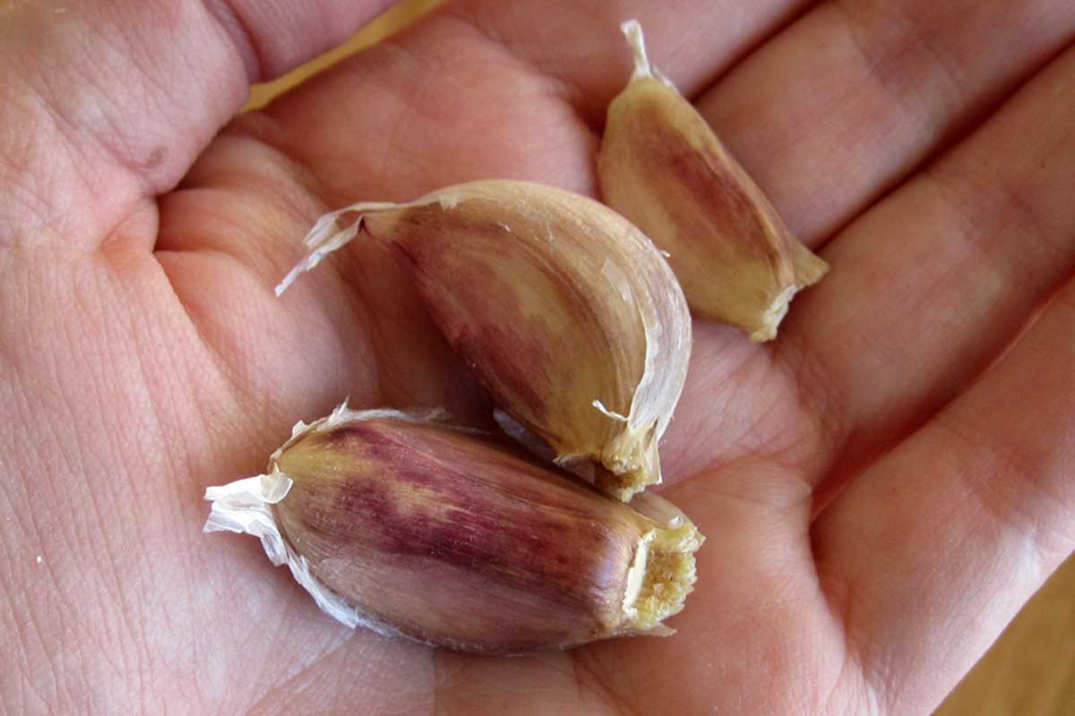 garlic cloves