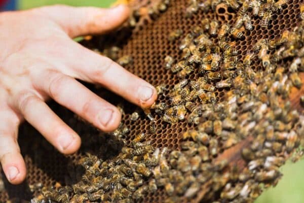 hand on a beehive frame with honeybees