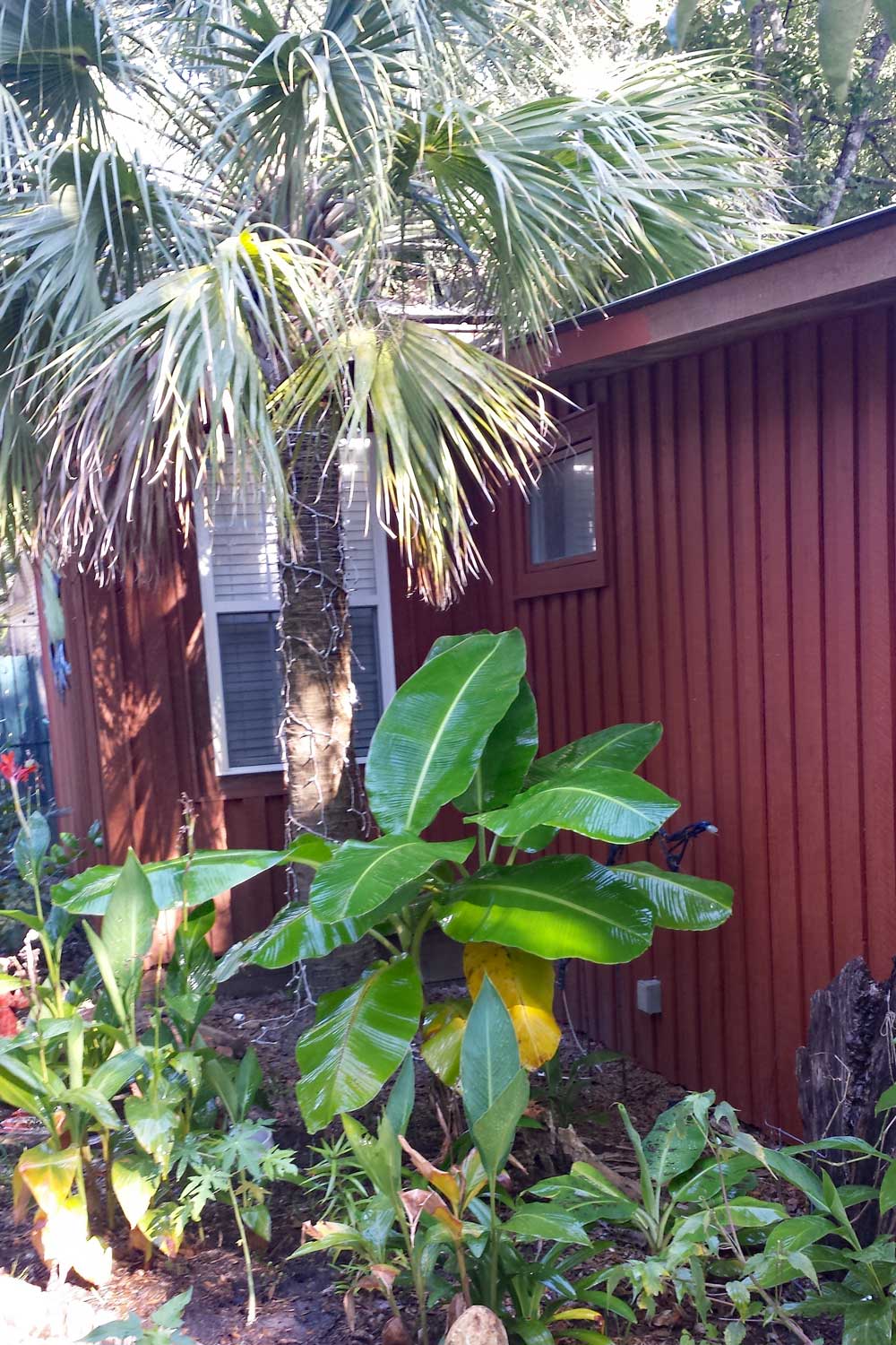 shade plants cool house