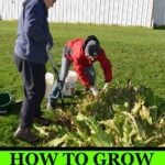 harvesting horseradish roots