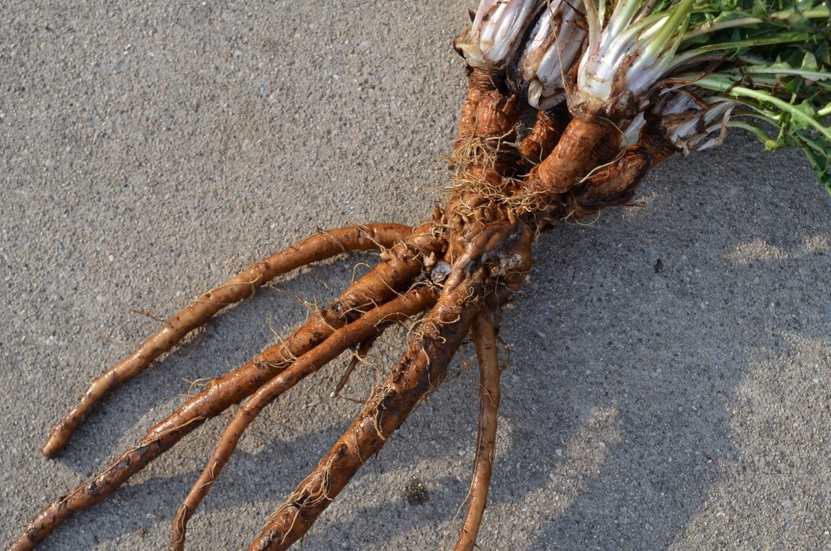 fresh dug dandelion roots