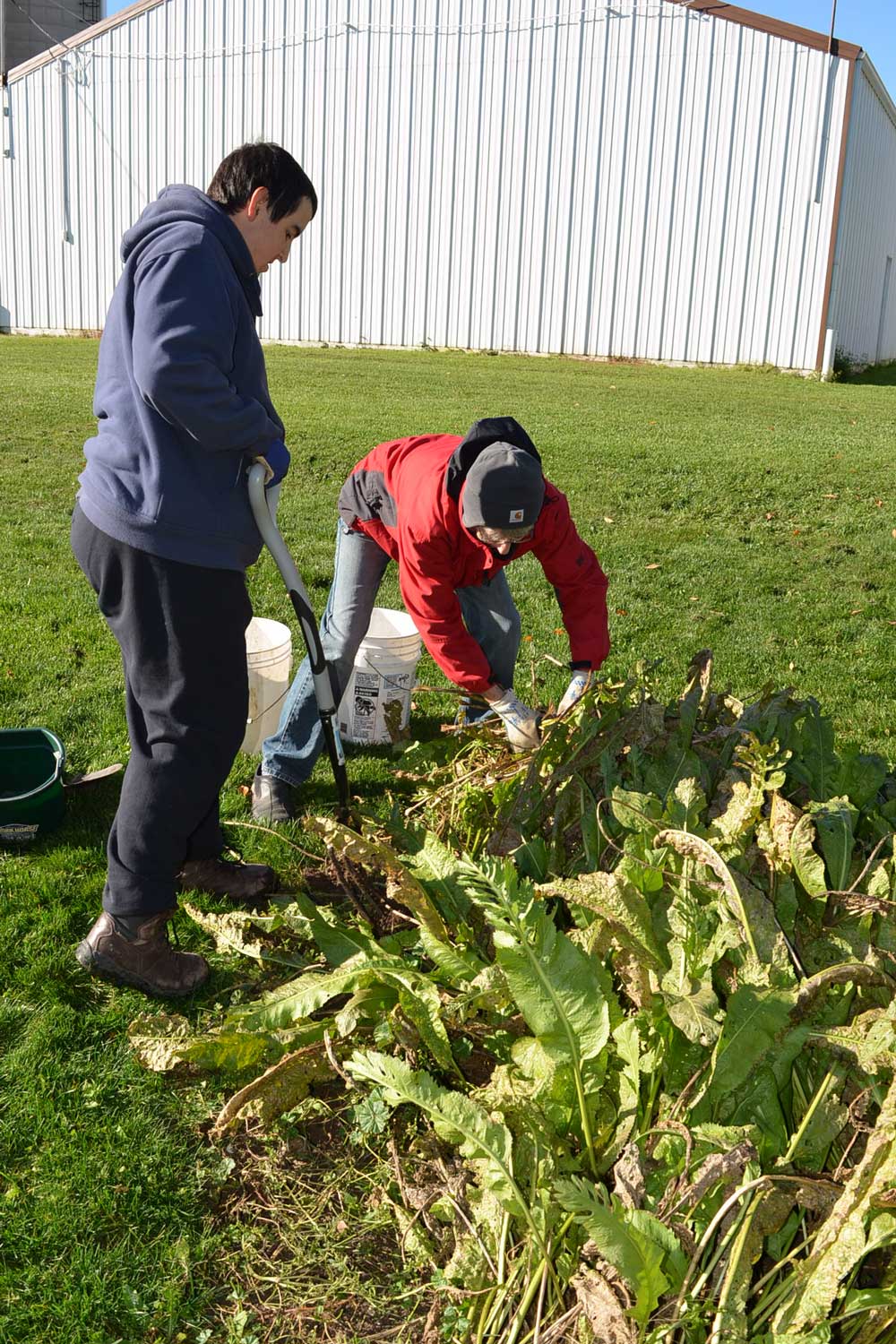 harvesting horseradish roots