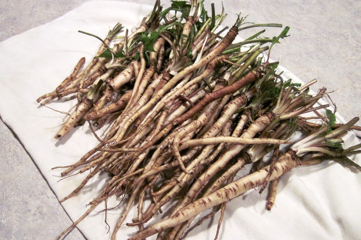 fresh dandelion roots