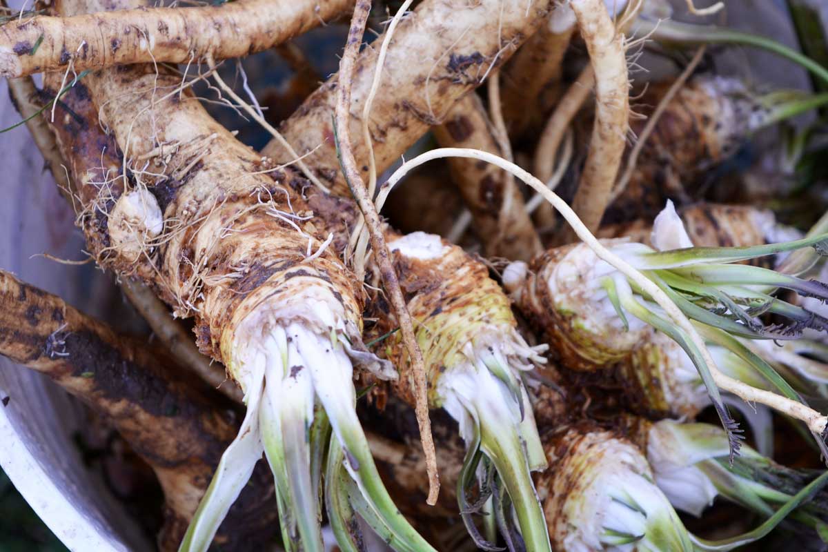 freshly harvested Armoracia rusticana roots