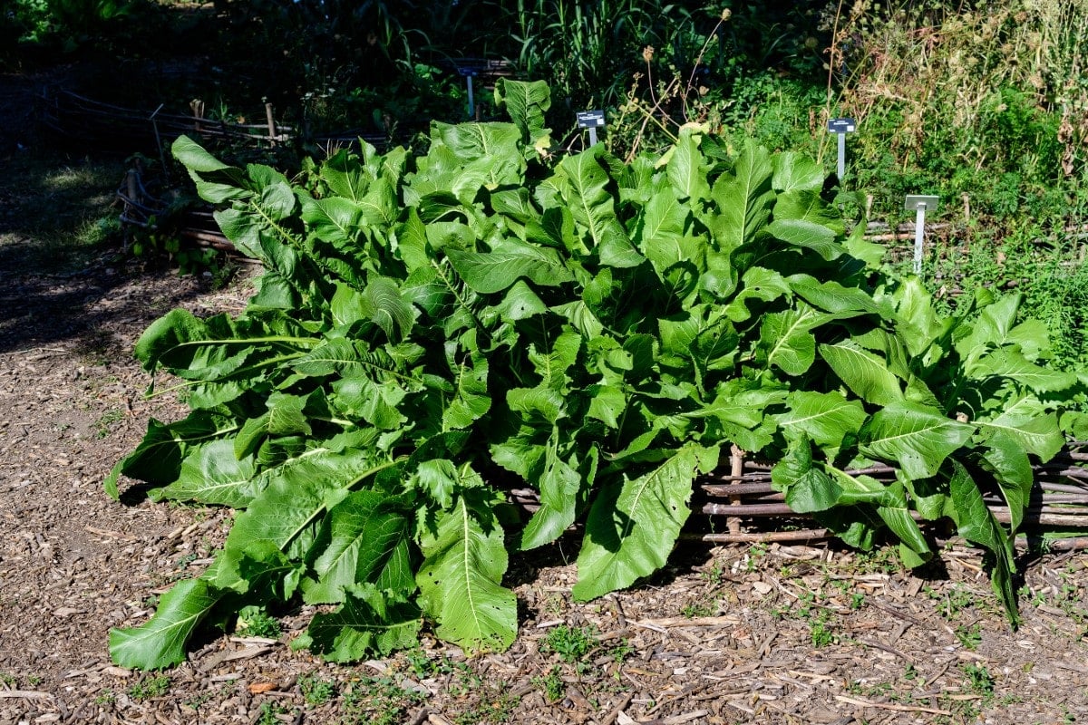 growing horseradish plant