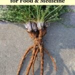 harvesting and using dandelion roots