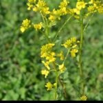 yellow rocket uses and control