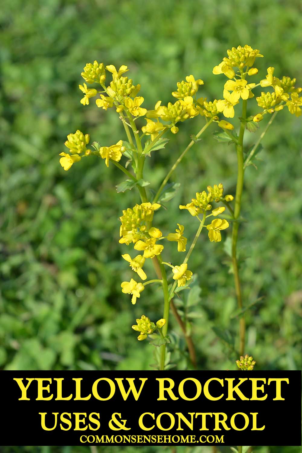 yellow rocket uses and control