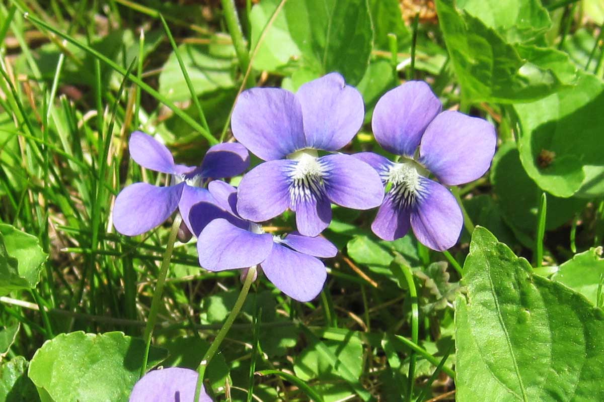 Common Blue Violet plant
