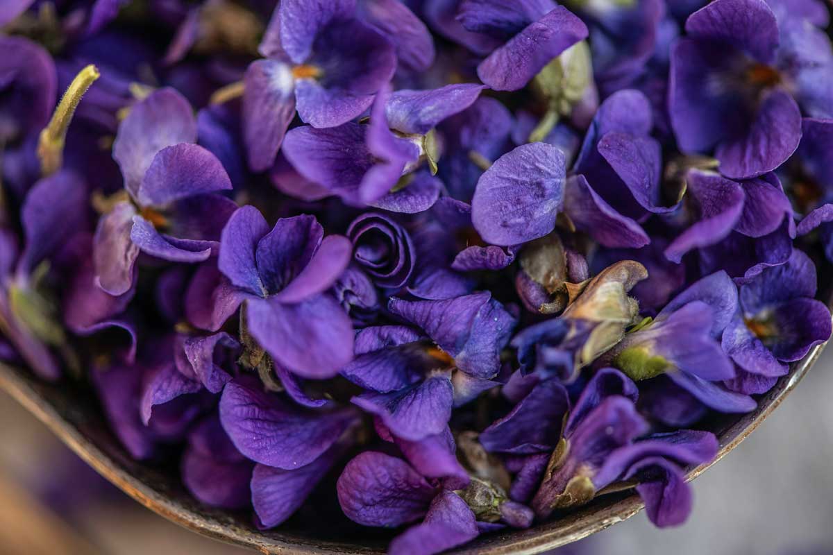 bowl of violet flowers