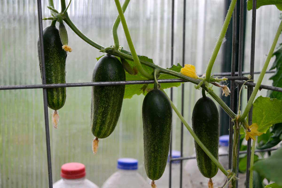 cucumbers on vine spine trellis