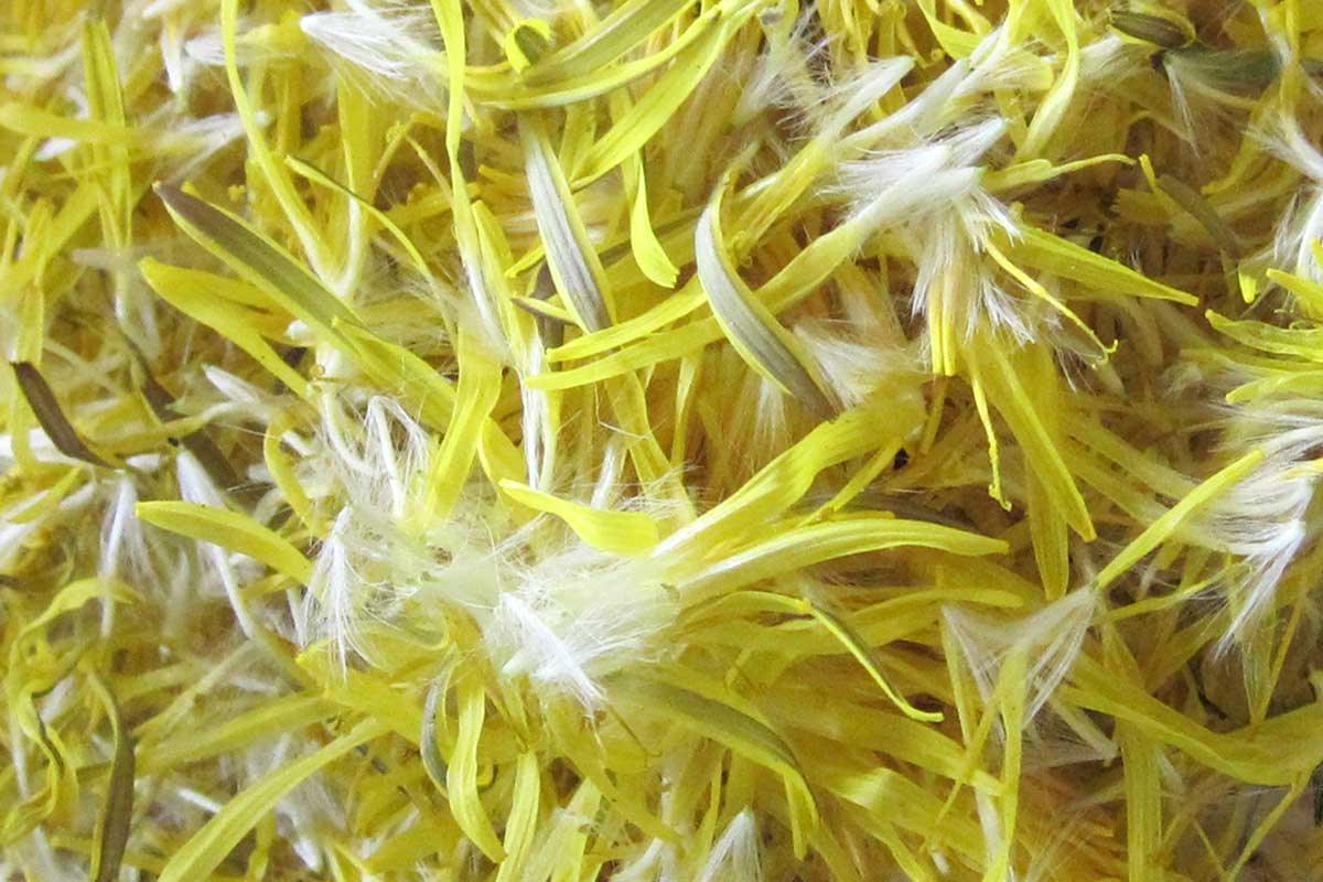 dandelion petals for jelly
