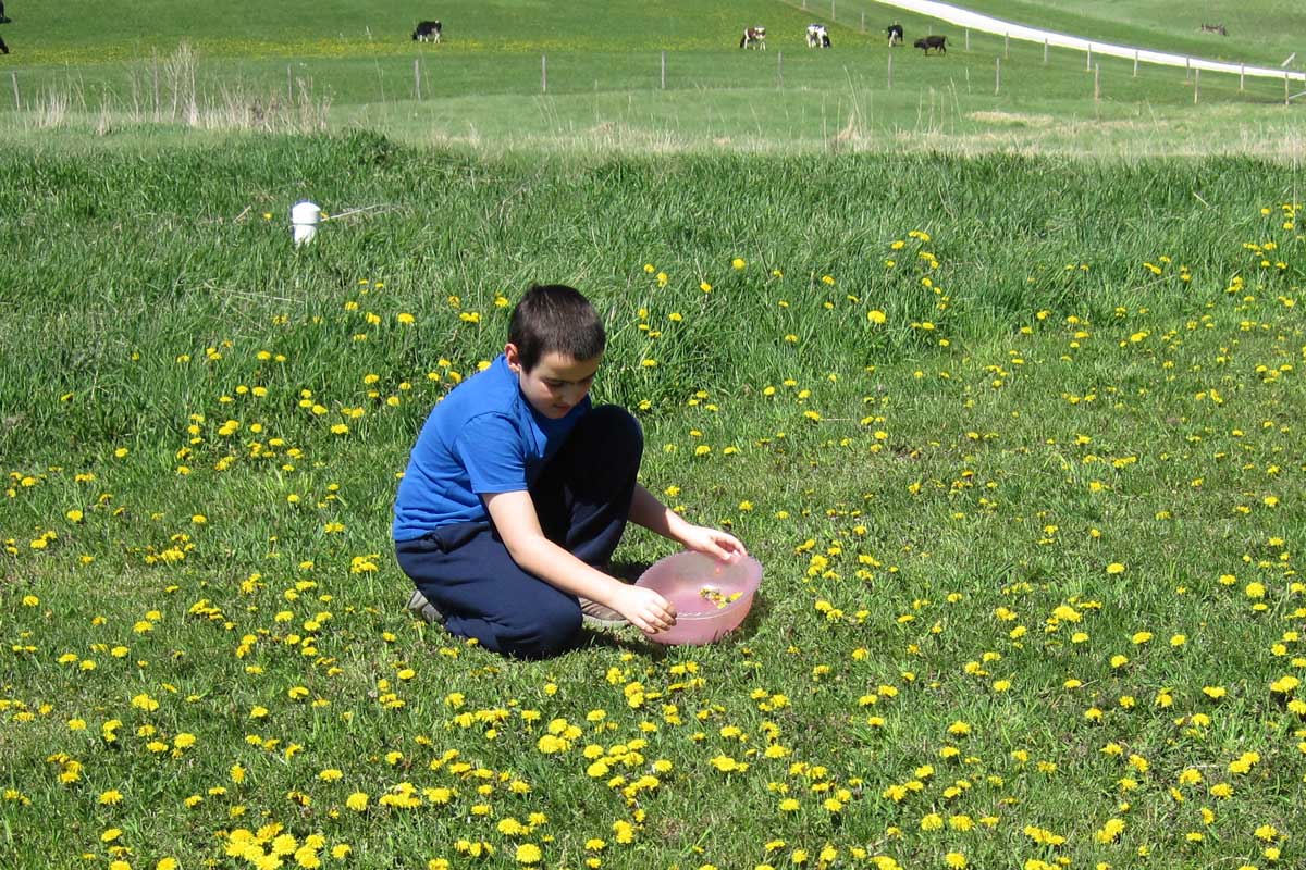 young boy picking dandelion blossoms