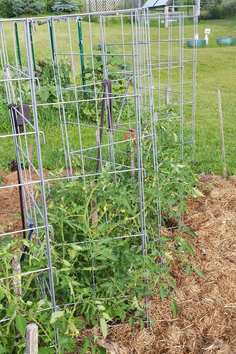 tomato plant trellis