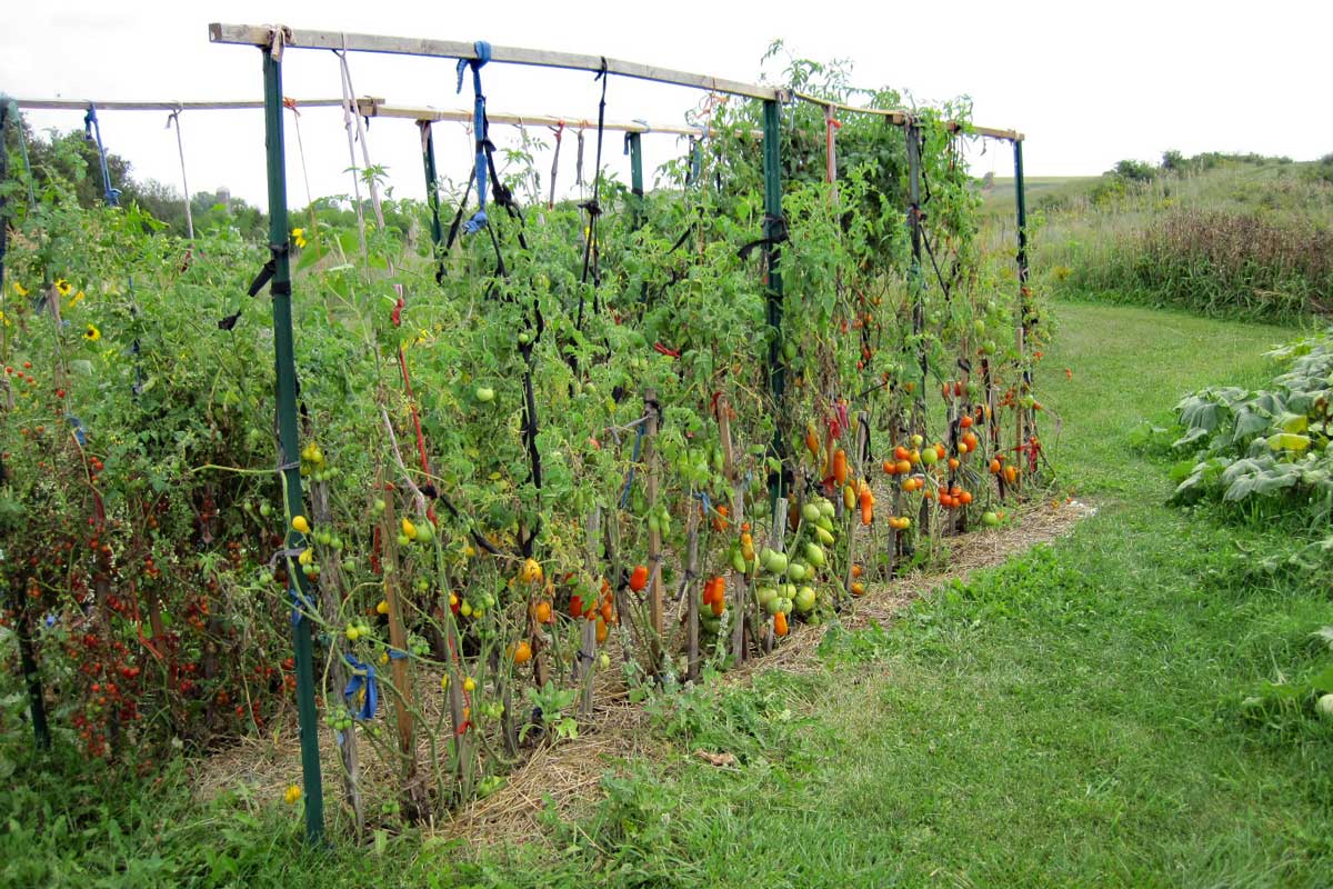 tomato plants on trellis