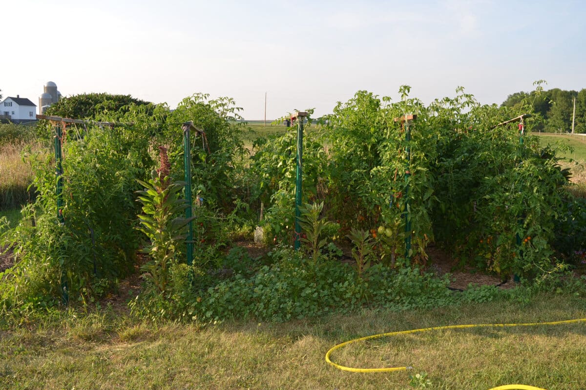 line of trellised tomato plants