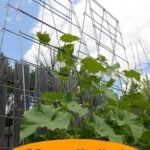 vine spine garden trellis