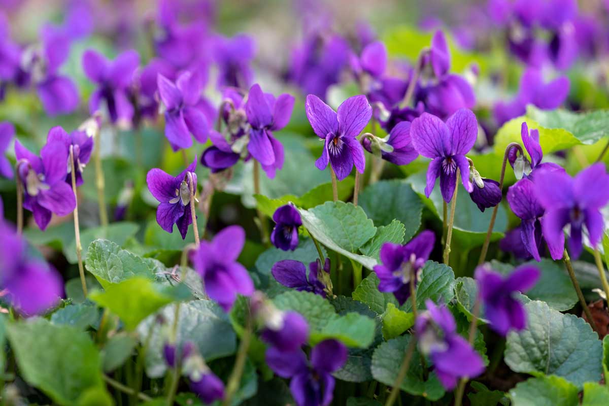 viola odorata flowers on plants