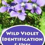 wild violet identification