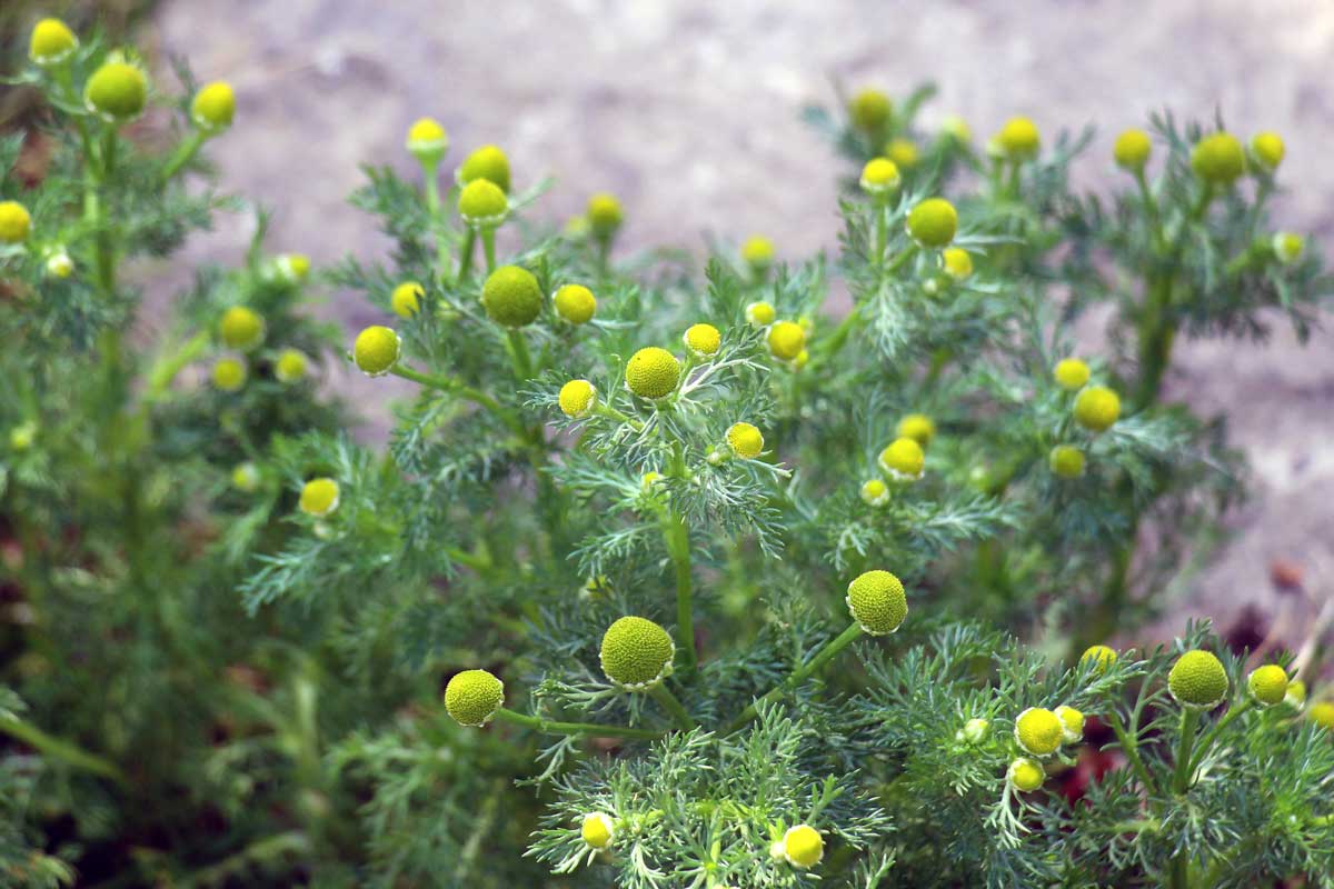 Matricaria discoidea