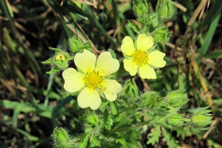 Sulphur cinquefoil flowers