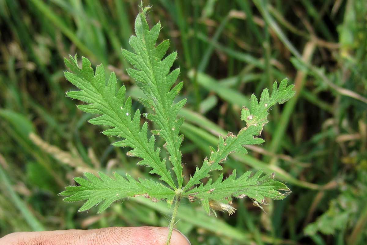 Sulphur cinquefoil leaf
