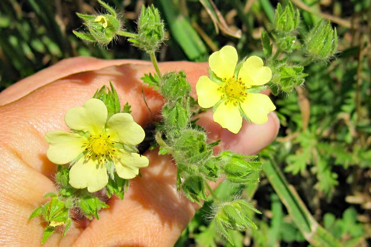 Sulphur cinquefoil plant