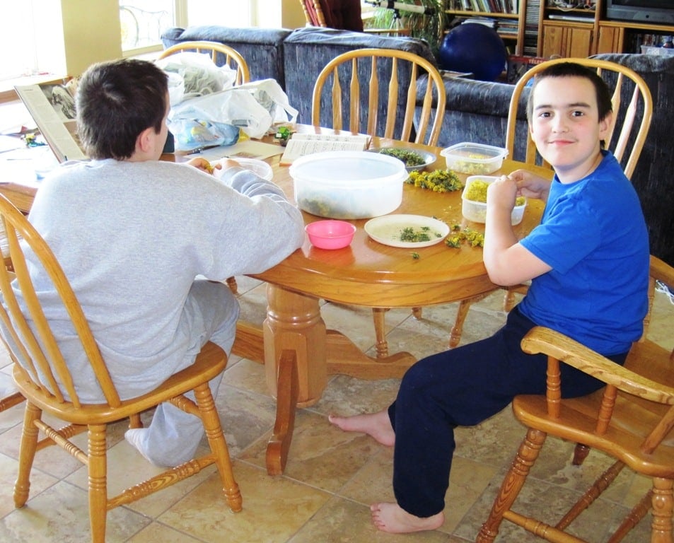 boys removing petals from dandelion flowers