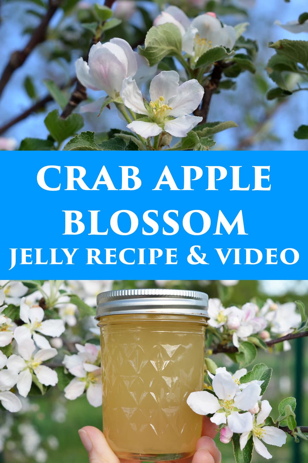 Crab apple blossom jelly