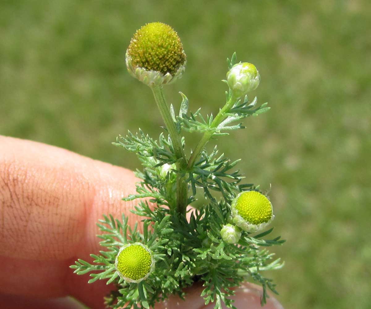 disc mayweed blossoms
