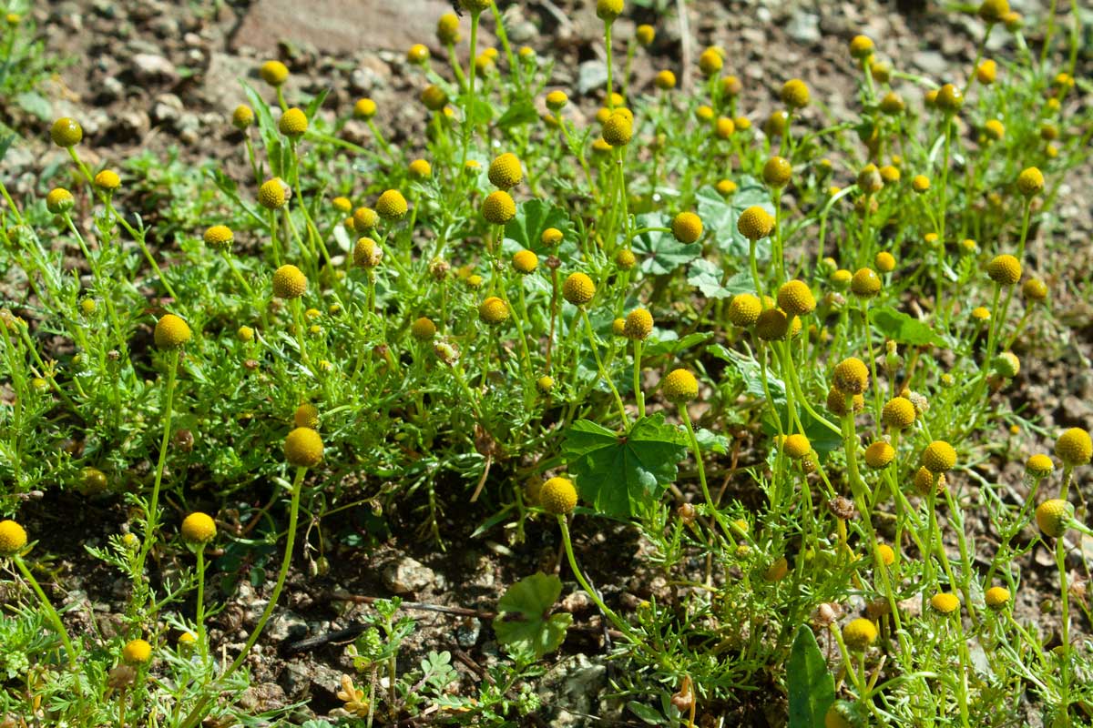 patch of pineapple weed