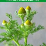 Pineapple Weed (Wild Chamomile)