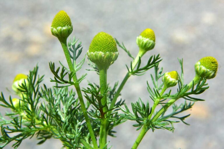 Pineapple Weed (Wild Chamomile)