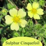 sulfur cinquefoil