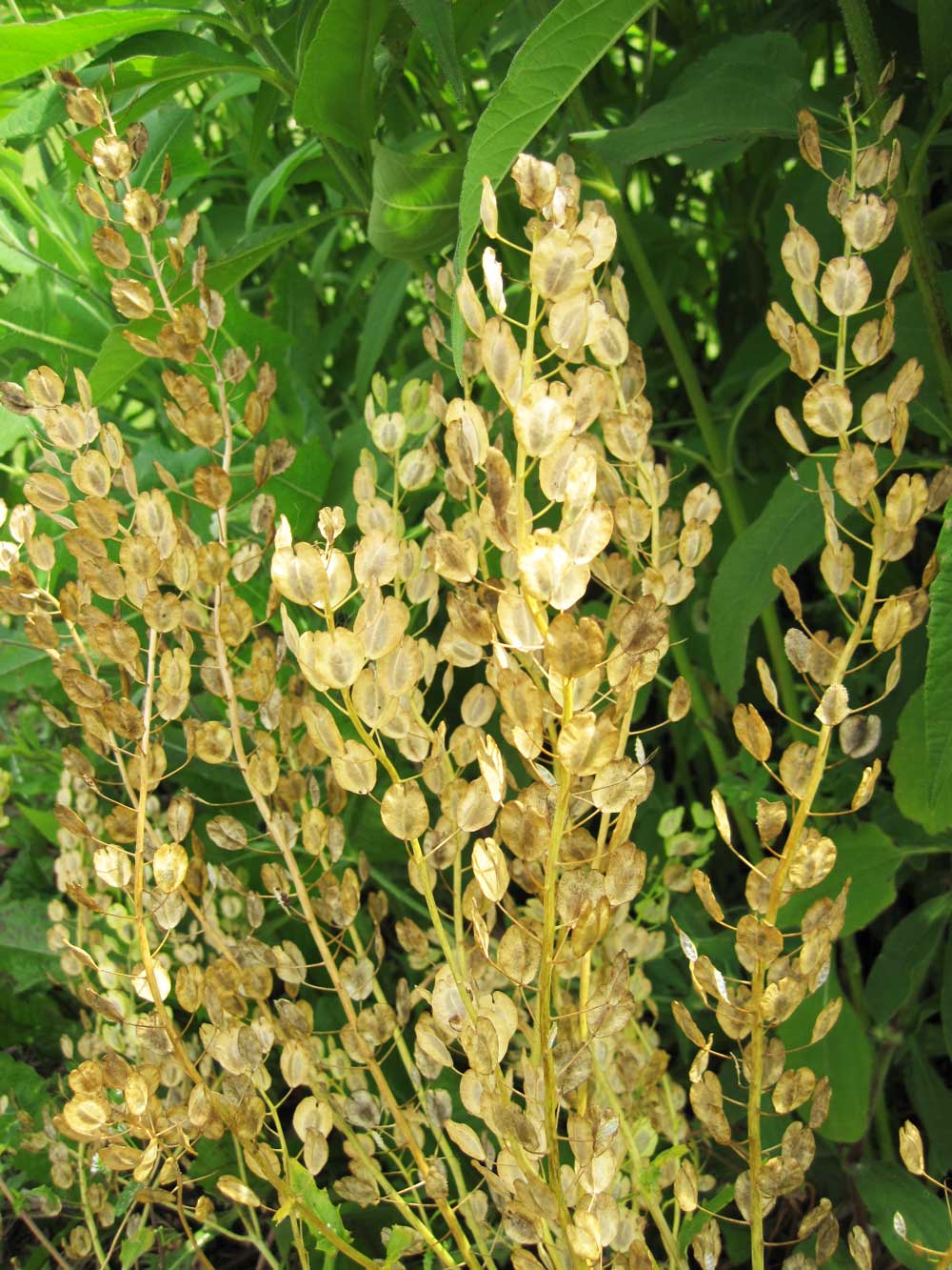 Field pennycress dried seedpods