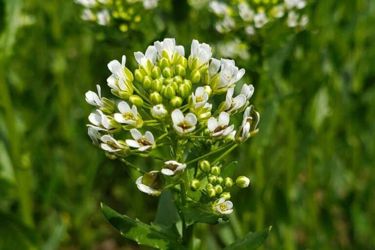 Field pennycress flowers