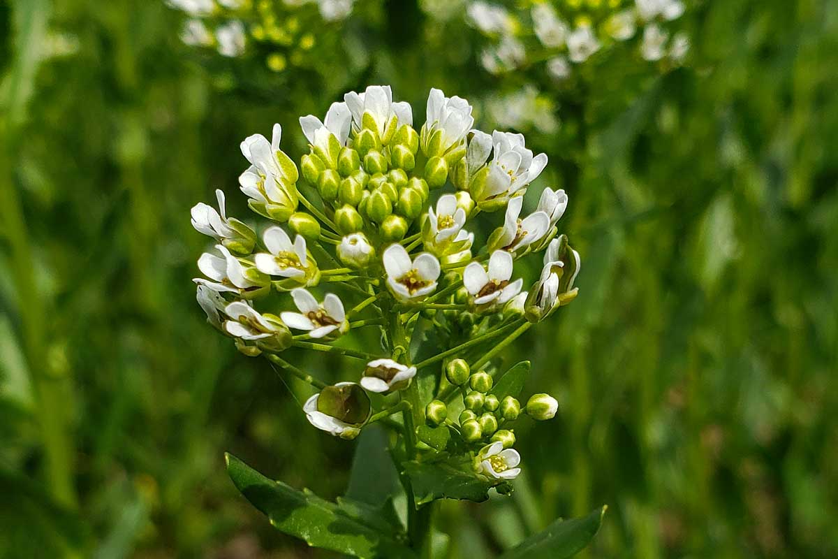 Field pennycress flowers
