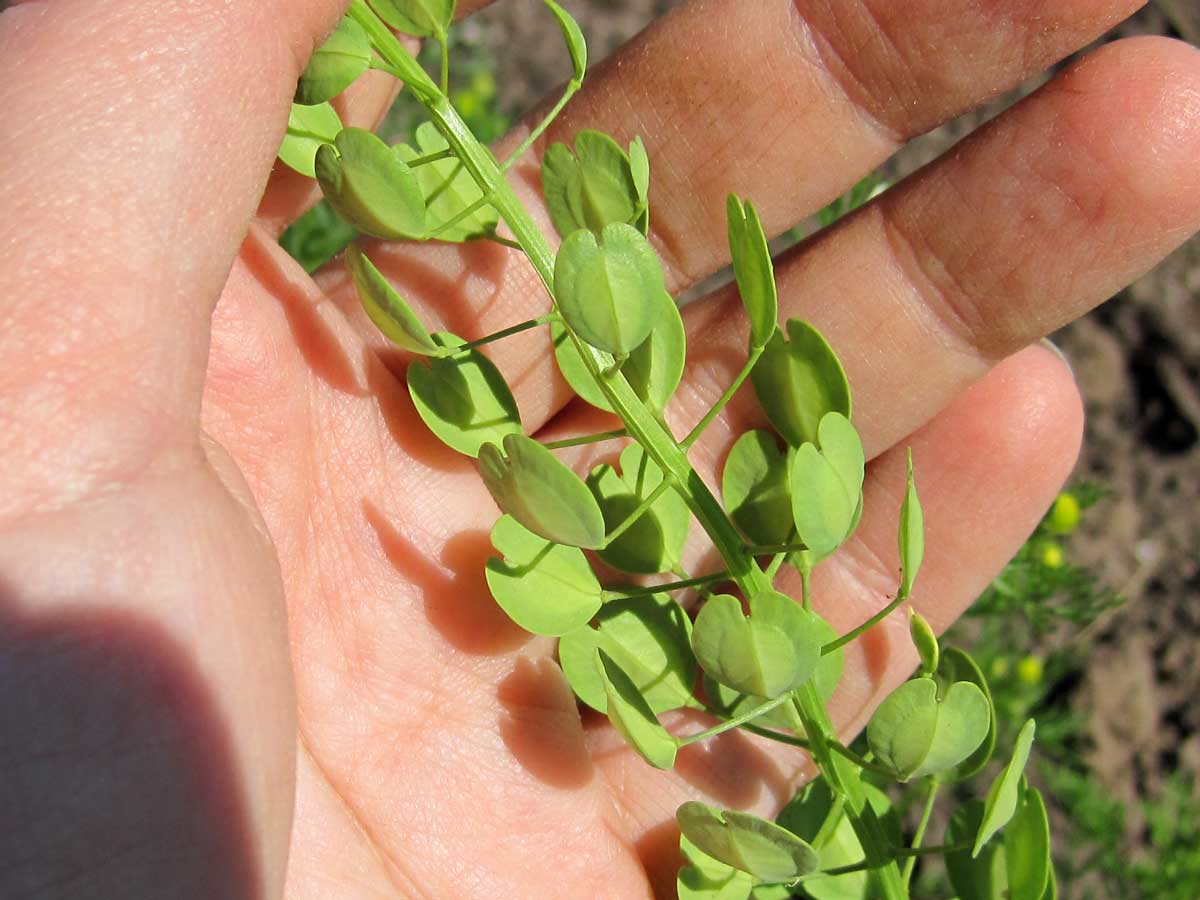 Thlaspi arvense green seedpods