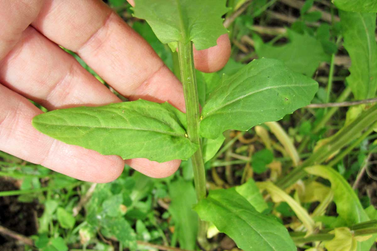 Thlaspi arvense leaves