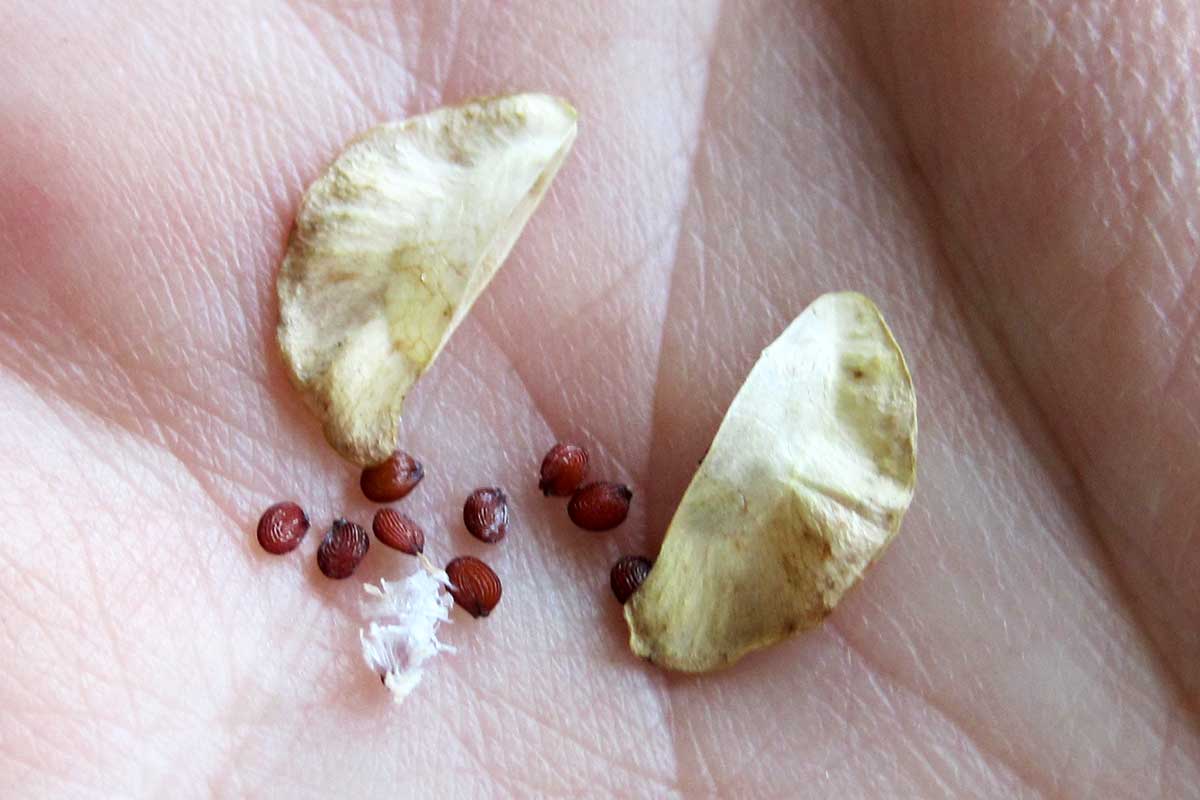 Thlaspi arvense seeds