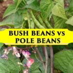 bush beans vs pole beans