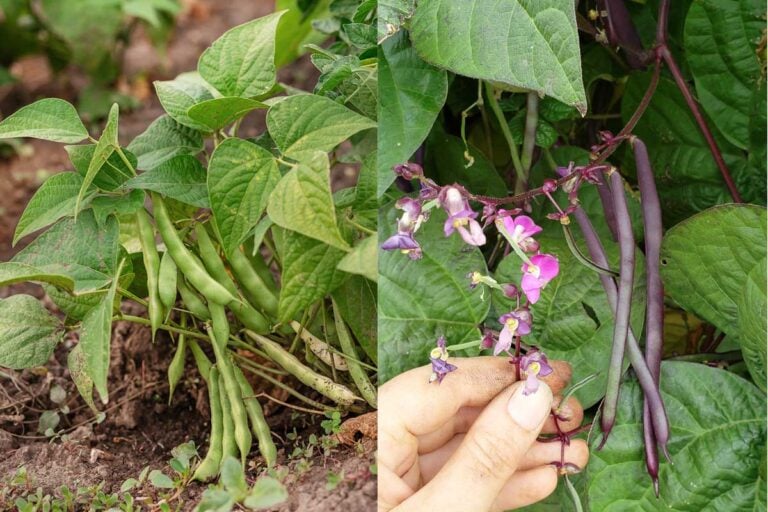 bush beans vs pole beans