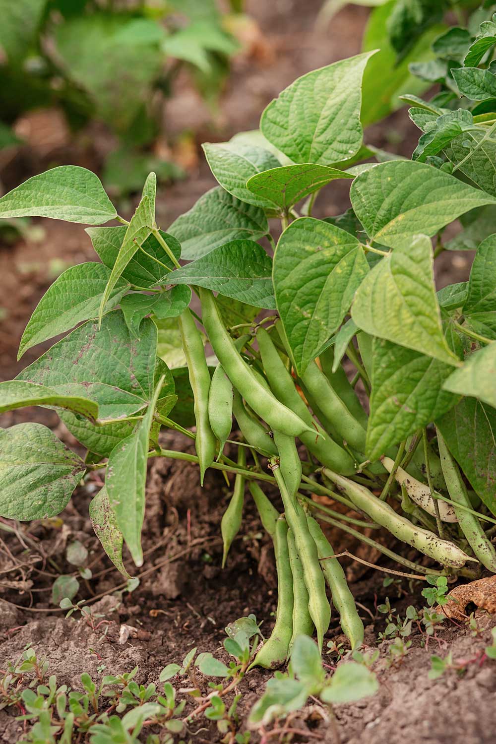 bush beans