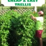woman picking pole beans on trellis