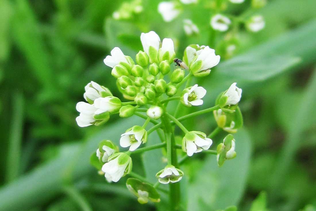 pennycress four petal white flowers